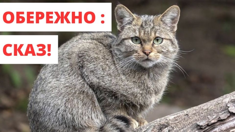   На Дубенщині виявили сказ у домашнього кота