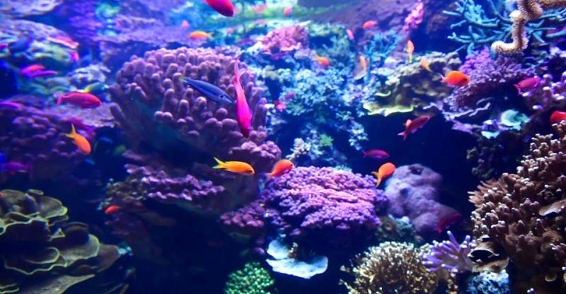 Науковці фіксують одне з наймасштабніших знебарвлень коралів у світі. Причина