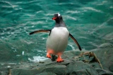 У Всесвітній день пінгвінів українські полярники показали птахів, які гніздують біля станції "Академік Вернадський"