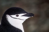 У Всесвітній день пінгвінів українські полярники показали птахів, які гніздують біля станції "Академік Вернадський"