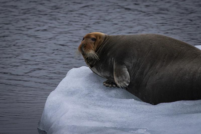 В Арктиці зафіксували перший випадок смерті моржа від пташиного грипу