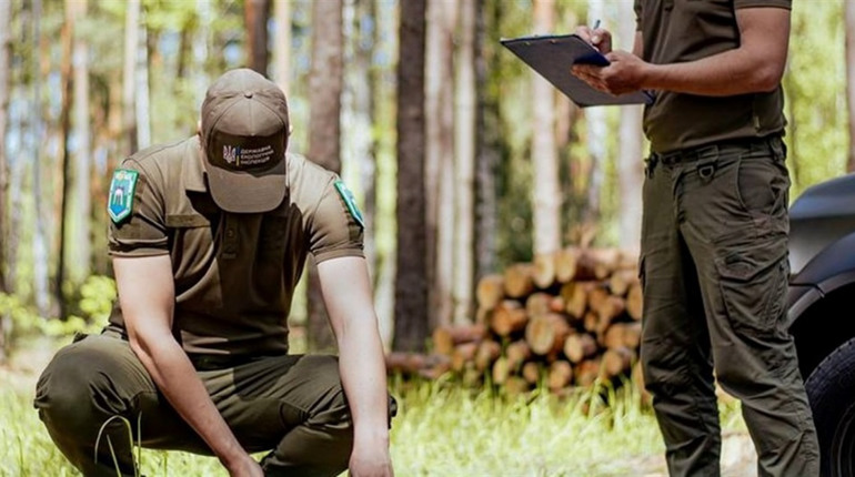 Лісорубів не знайшли: у Сарненському районі селищна рада відшкодує майже три мільйони гривень