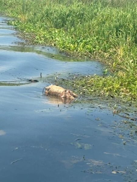 На Дубенщині у річці знайшли мертву свиню