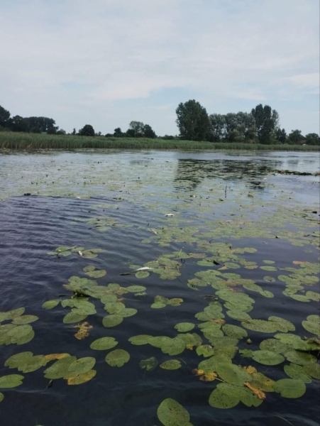 У водосховищі на Дубенщині виявлено факт загибелі риби