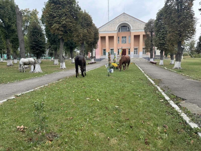 У селі на Поліссі худобу випасають на Алеї слави (ВІДЕО)