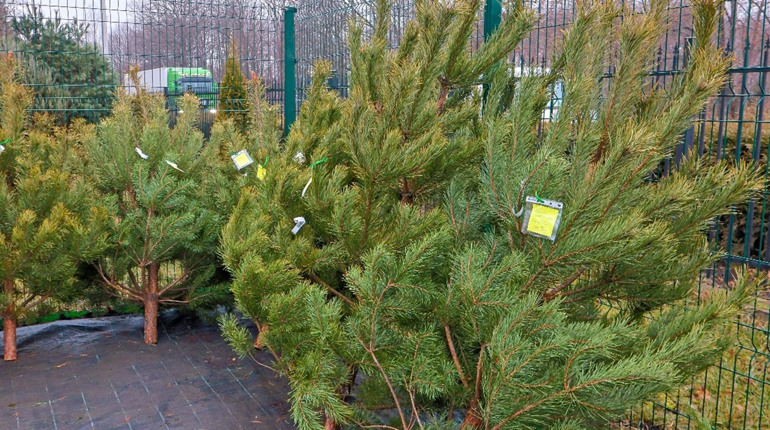 Ялинки й сосни до свят: де легально купити дерево в Сарненському районі