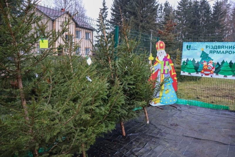 Ялинки й сосни до свят: де легально купити дерево в Сарненському районі